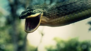 Swamp Wars, Season 3 Episode 6 image