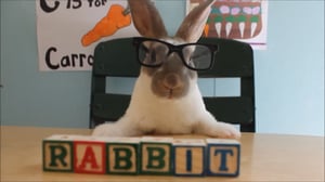 Animals Unleashed, Season 1 Episode 15 image