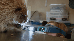 Dr. Oakley, Yukon Vet, Season 8 Episode 8 image