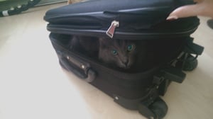 Animals Unleashed, Season 1 Episode 4 image