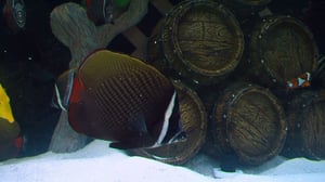 Tanked, Season 7 Episode 5 image