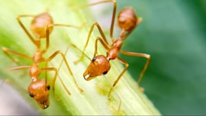 How Do Animals Do That?, Season 1 Episode 38 image