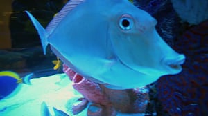 Tanked, Season 7 Episode 11 image