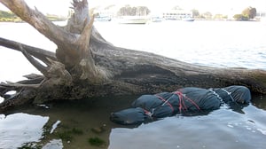 I (Almost) Got Away with It, Season 1 Episode 3 image