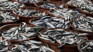 Lawless Oceans, Season 1 Episode 2 image