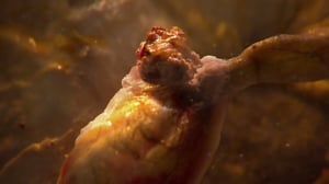 Monsters Inside Me, Season 6 Episode 7 image