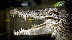 The Crocodile Hunter, Season 3 Episode 4 image