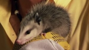 Ned Bruha: Skunk Whisperer, Season 1 Episode 1 image