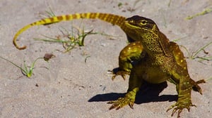 Great Barrier Reef, Season 1 Episode 2 image