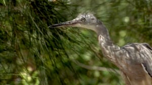 Bondi Vet, Season 3 Episode 1 image