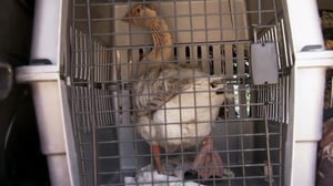 Ned Bruha: Skunk Whisperer, Season 1 Episode 8 image