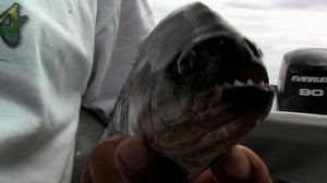 Monsterquest, Season 1 Episode 8 image