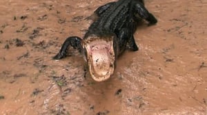 Gator Boys, Season 4 Episode 1 image