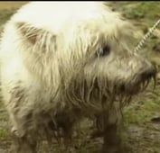 Teletubbies, Season 1 Episode 45 image