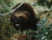 The Magical World of Disney, Season 12 Episode 7 image