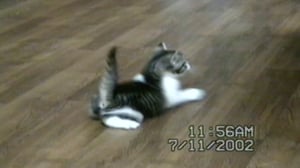 Funniest Pets & People, Season 5 Episode 1 image