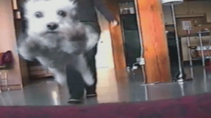 America's Funniest Home Videos, Season 17 Episode 20 image