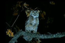 Daniel Boone, Season 4 Episode 17 image