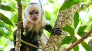 Natural World, Season 27 Episode 3 image