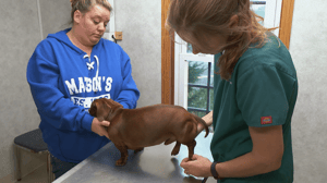 The Incredible Dr. Pol, Season 11 Episode 7 image