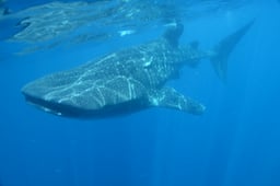 Changing Seas, Season 6 Episode 2 image