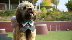 Lucky Dog, Season 2 Episode 18 image