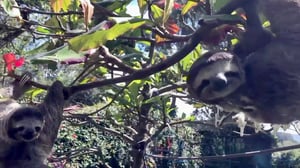 Vet Gone Wild, Season 1 Episode 8 image