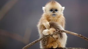 Seven Worlds One Planet, Season 1 Episode 4 image