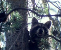 The Life and Times of Grizzly Adams, Season 1 Episode 11 image