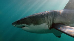 Africa's Deadliest, Season 7 Episode 2 image