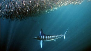 Natural World, Season 26 Episode 15 image