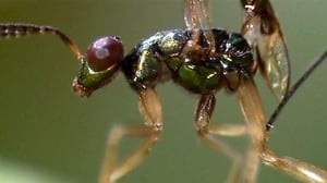 Natural World, Season 24 Episode 3 image