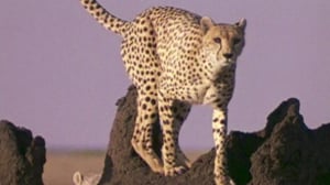 Untamed & Uncut, Season 1 Episode 10 image