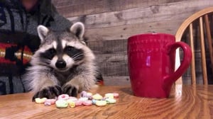 America's Funniest Videos: Animal Edition, Season 1 Episode 3 image
