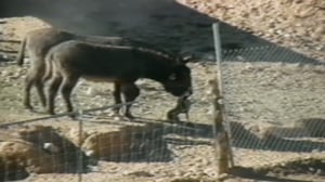 Funniest Pets & People, Season 4 Episode 14 image