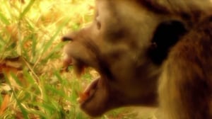 Dark Days in Monkey City, Season 1 Episode 4 image