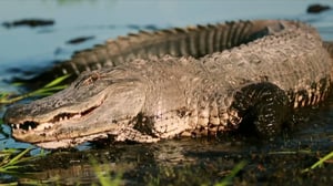 Gator Boys, Season 4 Episode 4 image