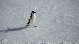 Continent 7: Antarctica, Season 1 Episode 4 image