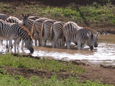 Wildlife Quest, Season 1 Episode 10 image