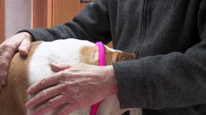 The Incredible Dr. Pol, Season 22 Episode 5 image