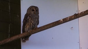 Hope in the Wild, Season 1 Episode 6 image