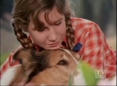 Lassie, Season 19 Episode 20 image