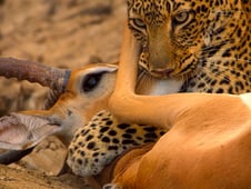 Eden: Untamed Planet, Season 1 Episode 3 image