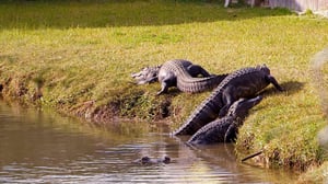 Billy the Exterminator, Season 5 Episode 5 image