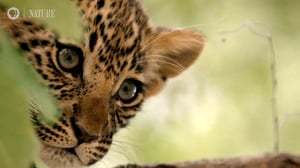 Nature, Season 38 Episode 4 image