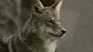 Nature, Season 32 Episode 10 image