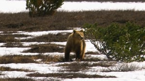 Wild Russia, Season 1 Episode 1 image
