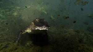 Swamp People, Season 2 Episode 1 image