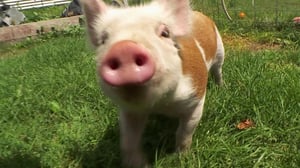 The Incredible Dr. Pol, Season 18 Episode 9 image