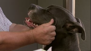 Pit Boss, Season 1 Episode 2 image